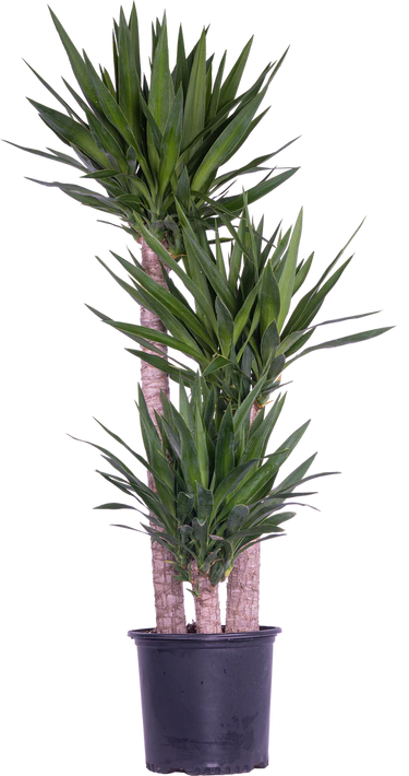 Joshua Tree Cane Yucca (XXL)